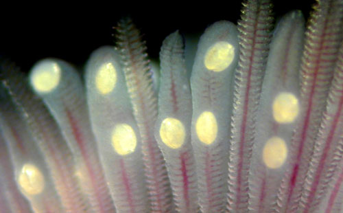 Glochidia of Lampsilis encapsulated on the gills of largemouth bass